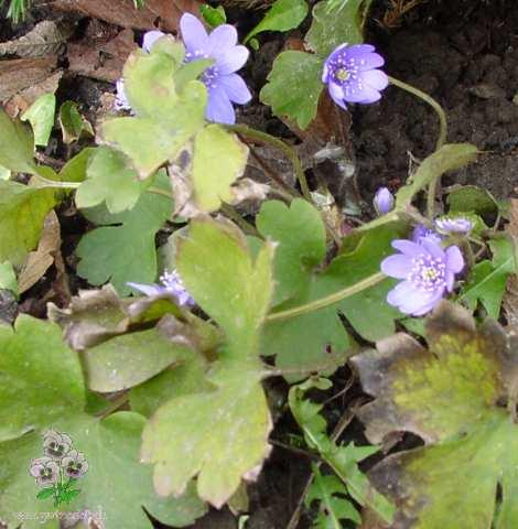 Bl� anemone