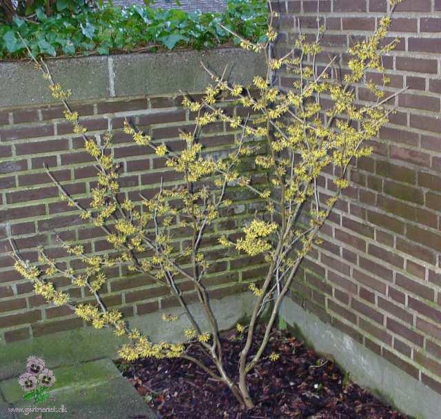 Troldn�d 'Pallida'