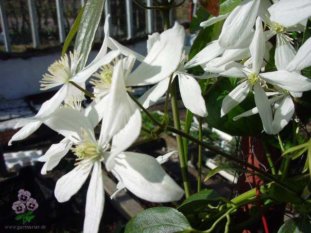 Stedsegr�n klematis - 2