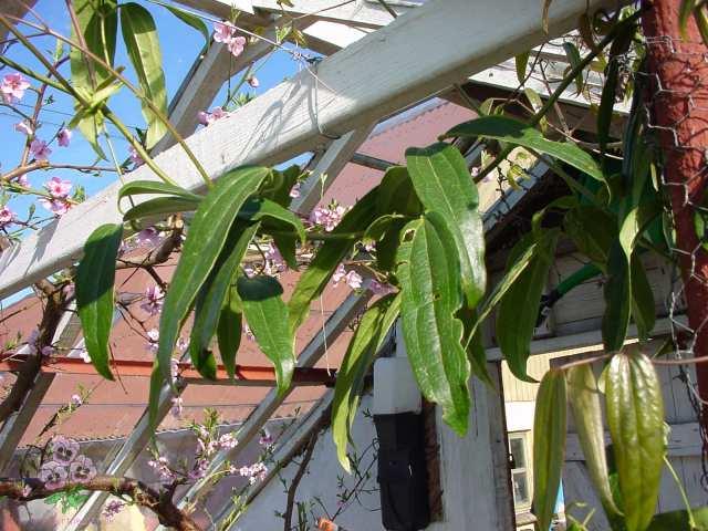 Blad af stedegr�n klematis