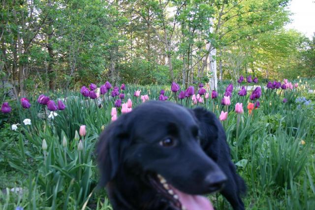 Hund i tulipaner