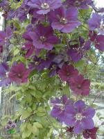 Clematis 'Gipsy Queen'