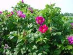 Hybenrose Hybenrose