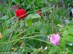 Frodighed blandt roser Frodighed blandt roser