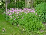 Storkenæb 'Rose Clair' Storkenæb 'Rose Clair'