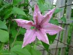 Clematis 'Hagley hybrid' Clematis 'Hagley hybrid'