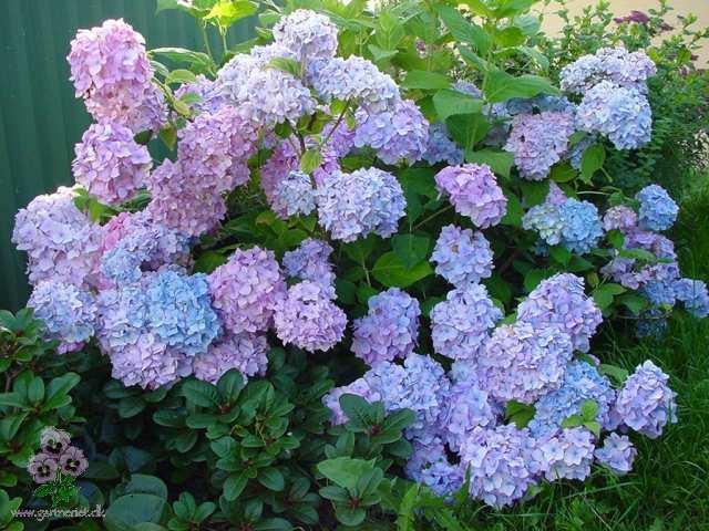 Hortensia 'Bouquet Rose'