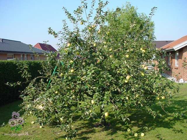 Et bugnende æbletræ