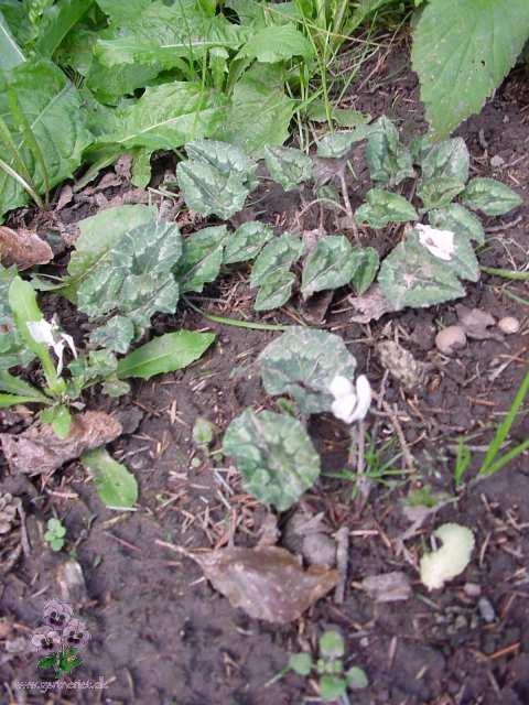 Cyclamen