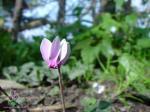 Cyclamen