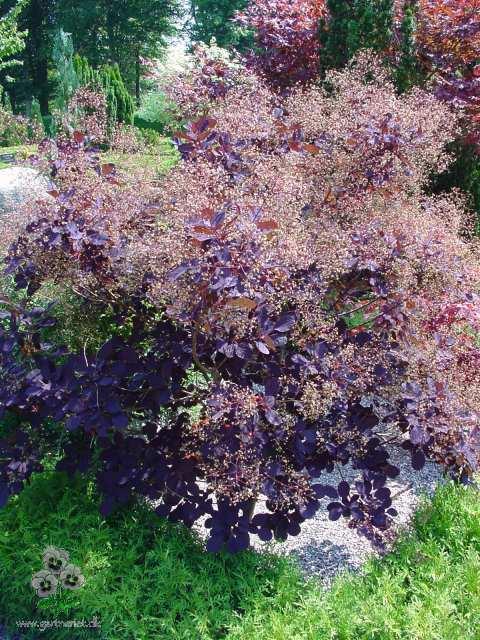 Parykbusk - Cotinus coggygria 'Royal Purple'