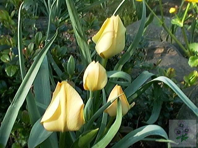 Tulipan Bronce Charm
