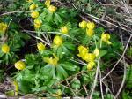 Eranthis Eranthis