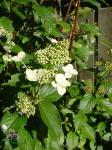 Hortensia 'Kyushu' Hortensia 'Kyushu'