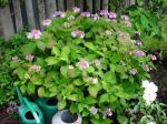 Randblomstret hortensia